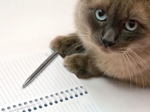 what you need to adopt a rescue animal