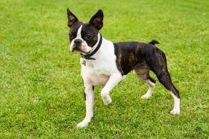 dogs that are happy living in the city