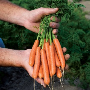 carrots for your vegetable garden