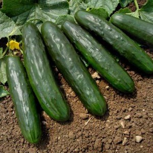 cucumbers to start your garden
