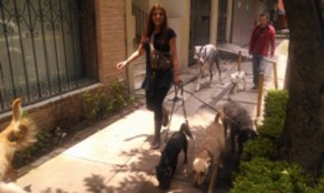 dogs that are suited to city living