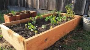 plants to start your garden