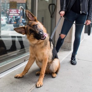 dogs that are happy living in the city