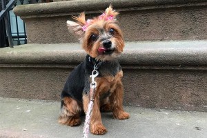 dogs that are happy living in the city