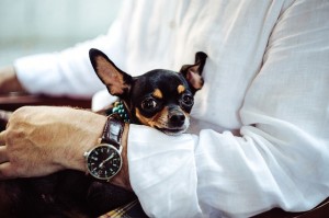 chihuahua lap dog