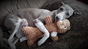 italian greyhound lap dog