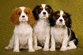 king charles lap dog