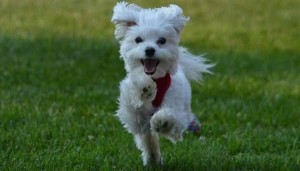 maltese lap dog