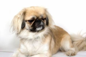 pekingnese lap dog