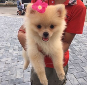 pomeranian lap dog