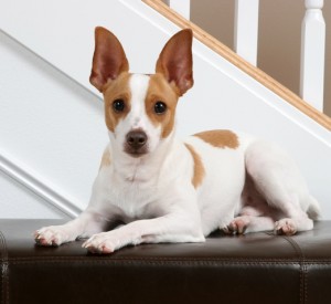 rat terrier lap dog