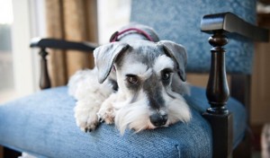 schnauzer lap dog