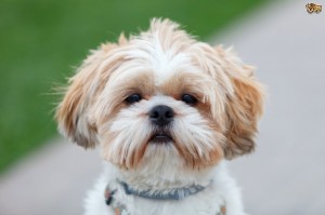 shih tzu lap dog