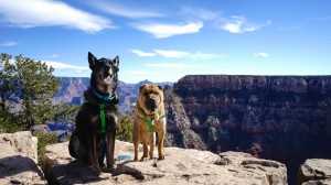 vacation spots for owners and dogs