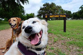 vacation with your dog