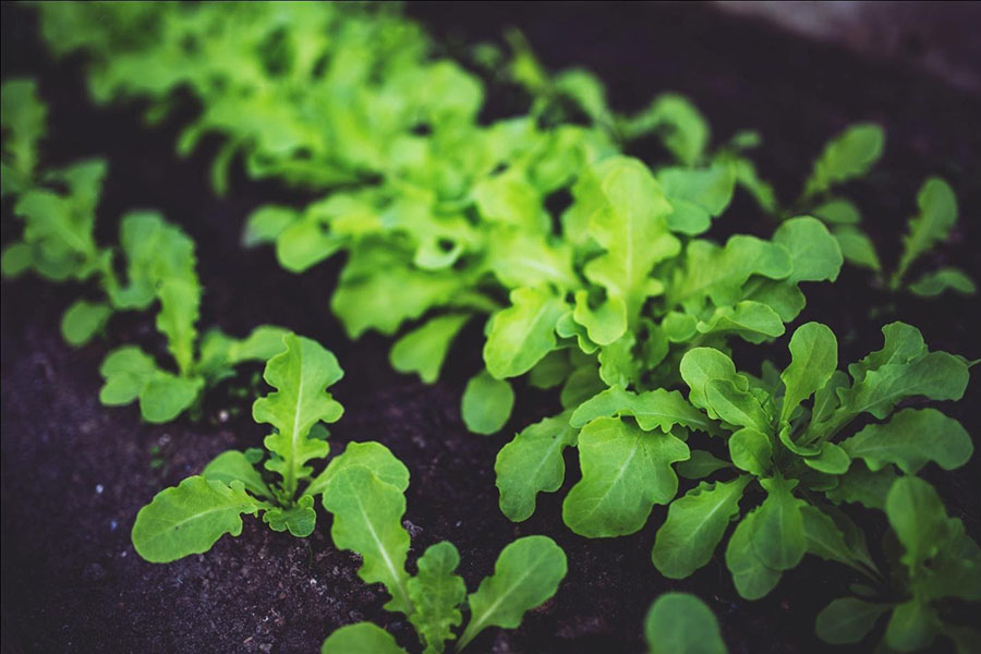 vegetable garden