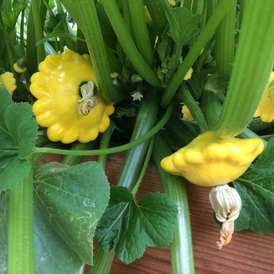 plants to grow