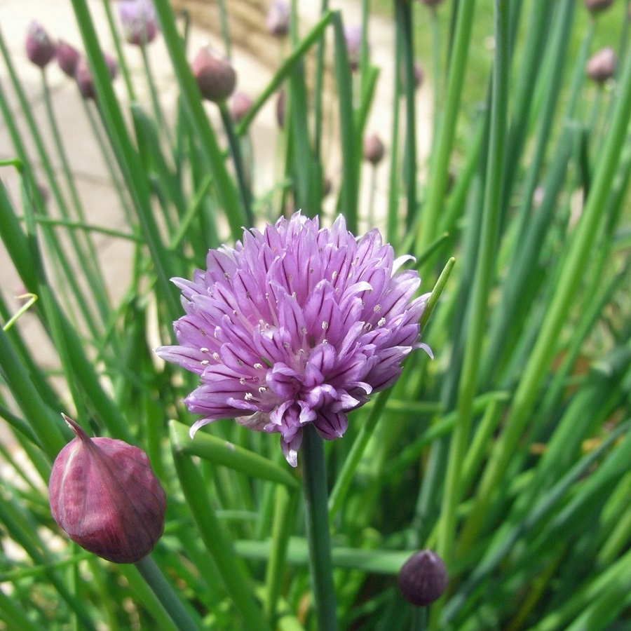 herbs to grow in your kitchen garden