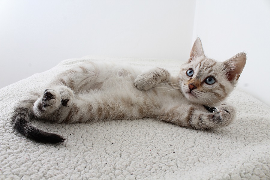 cat on the upholstery