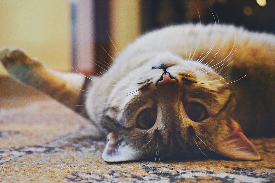 cat on the carpet