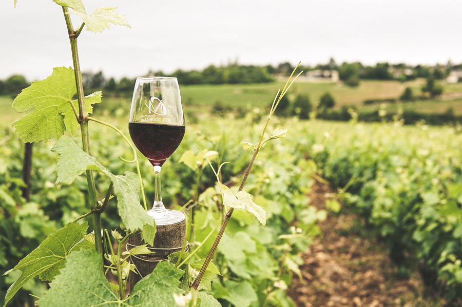 making wine from grapes