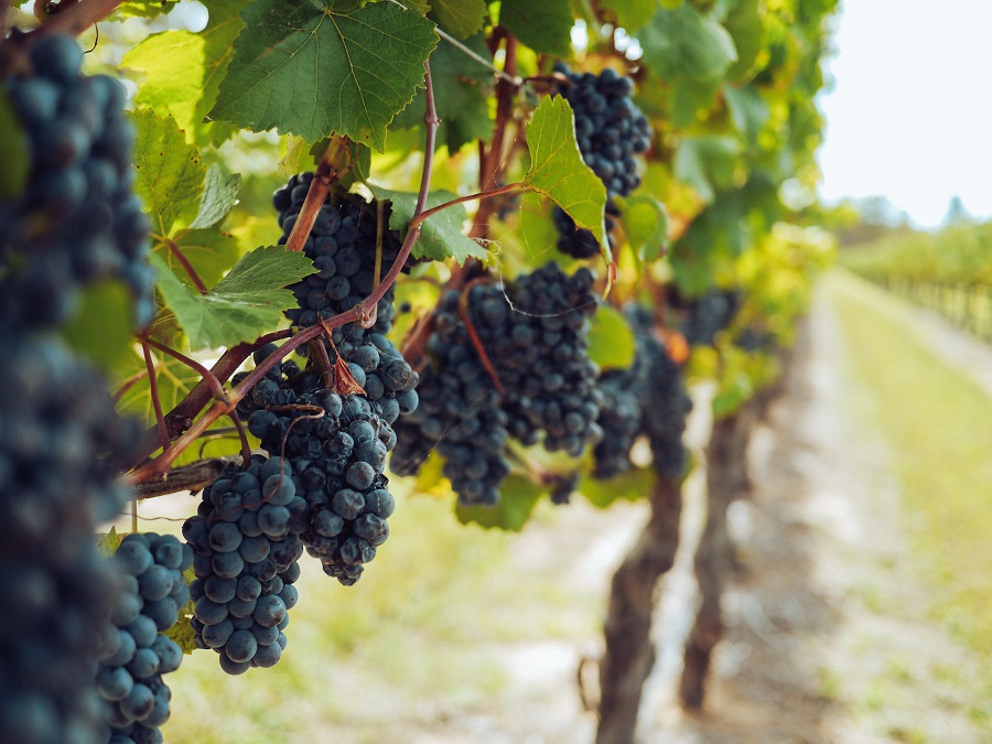 good grapes in the vineyard