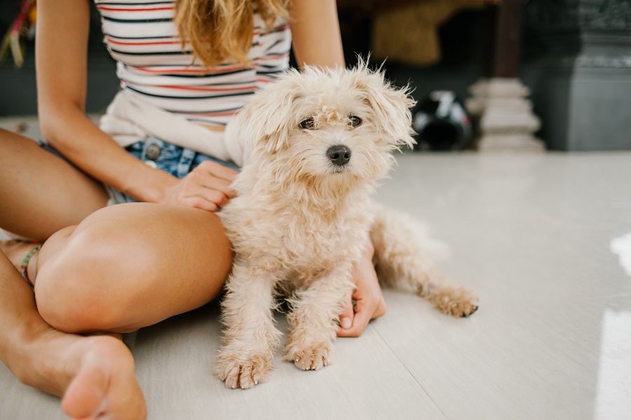 dog grooming