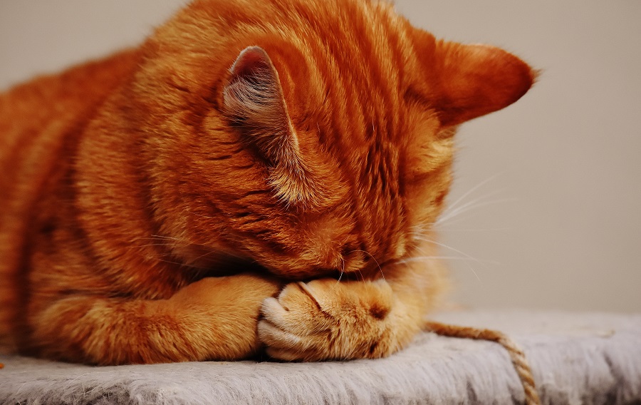 pet cat