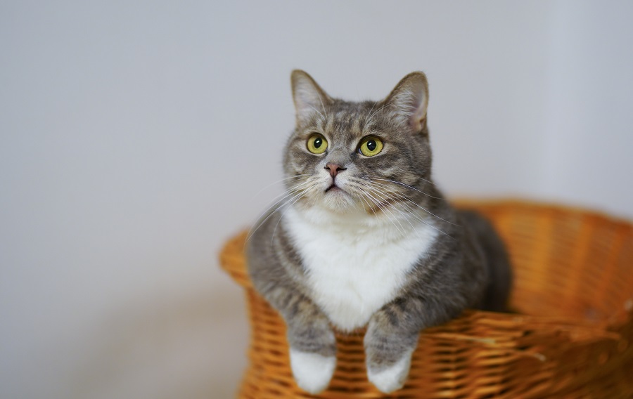 Cat is on the top common domestic pets