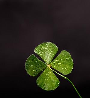 Clover to ease a temper