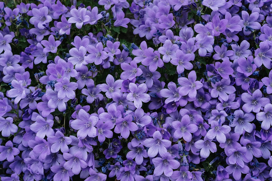 Lilacs are on the Top 10 Common Flowering Bushes