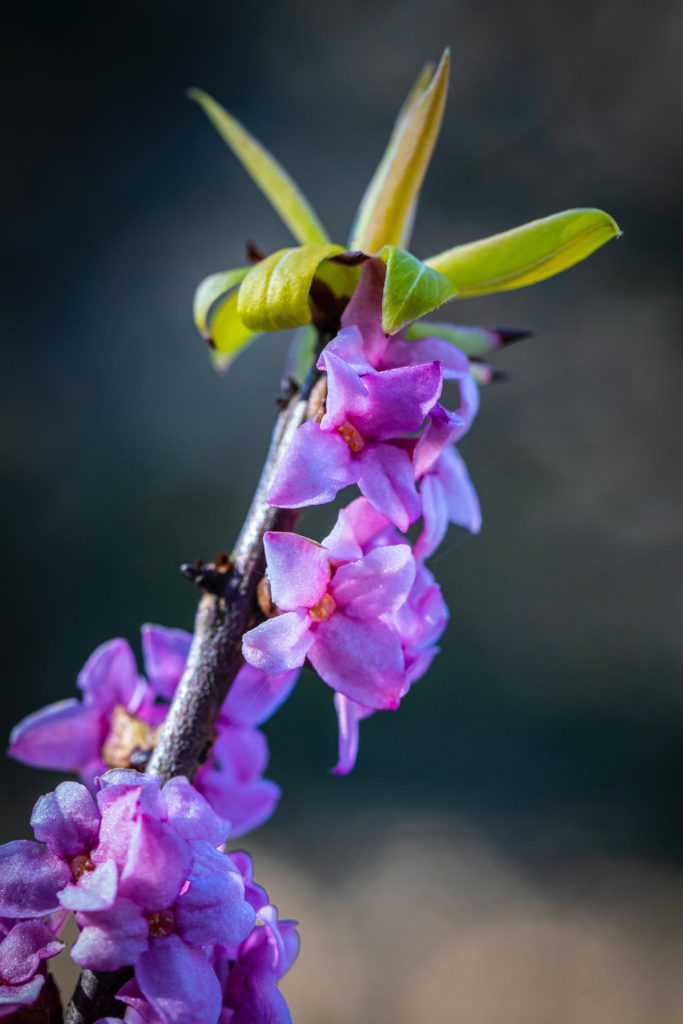 Daphne is a popular flowering shrub