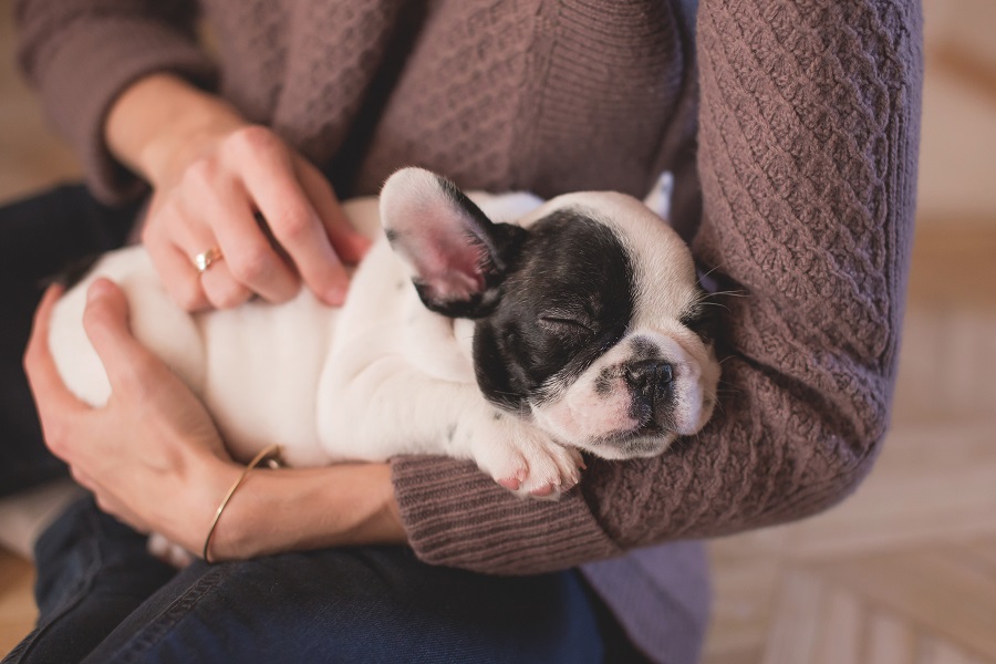 Dogs will always be man's bestfriends