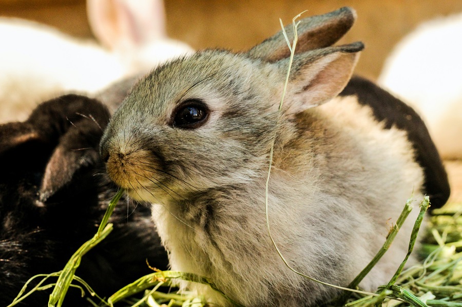 Pet rabbit in the household