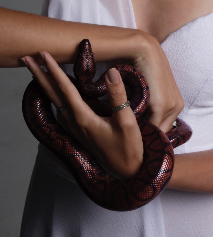Snake as part of the10 Most Common Pets