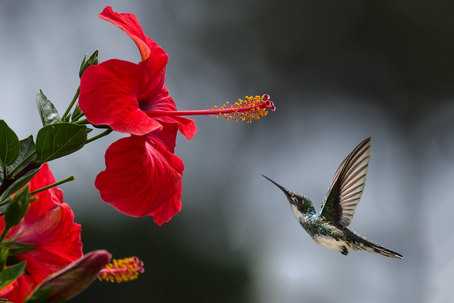 Hibiscus is a wide variety shrub perfect for your garden