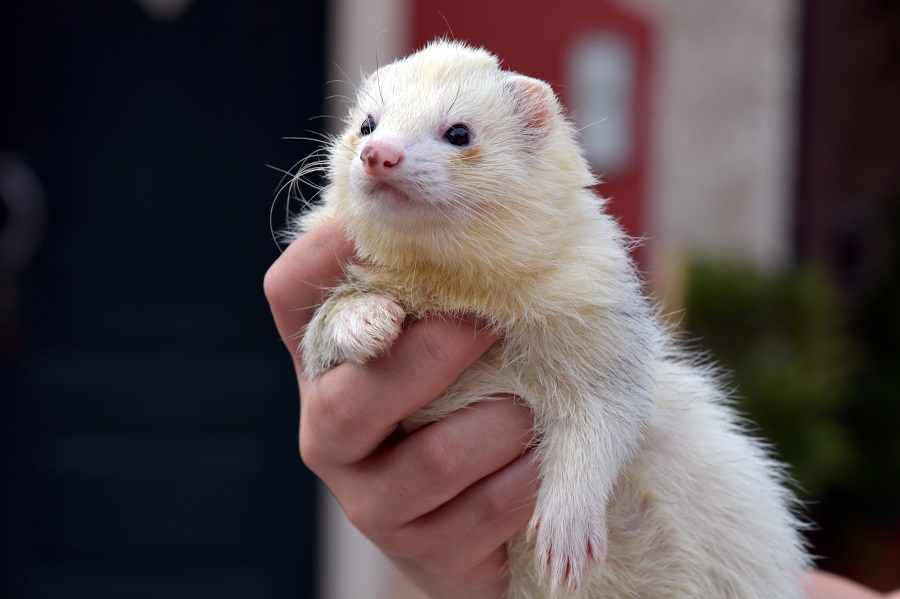 Cute ferret pet