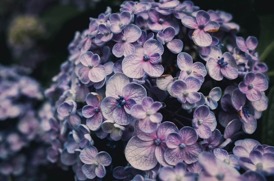 Hydrangea is a Top 10 Common Flowering Bushes with different varieties