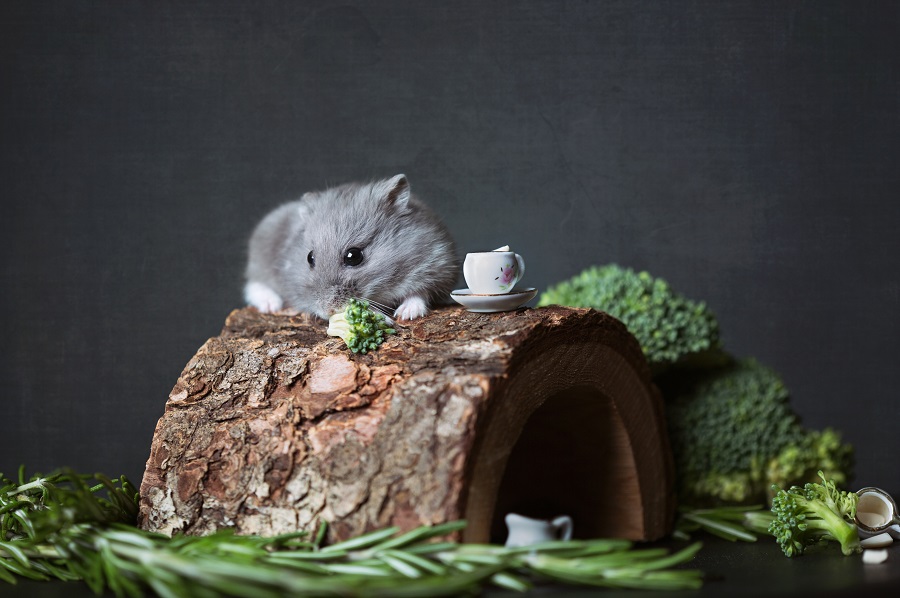 Hamsters as Top 10 Most Common Pets