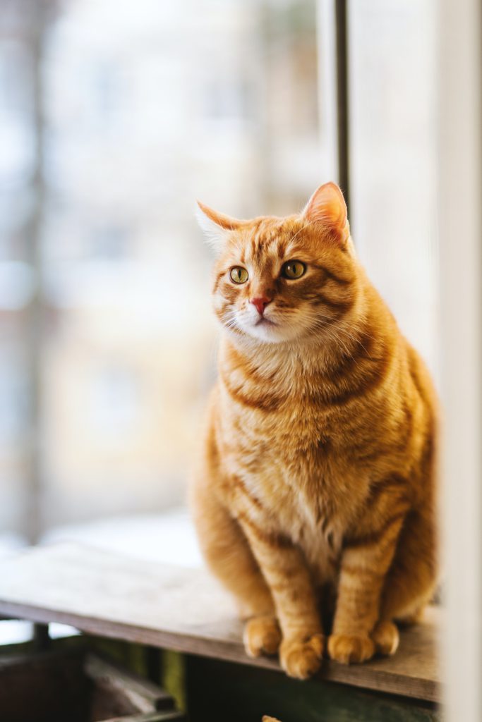 Top 10 CAt Forums