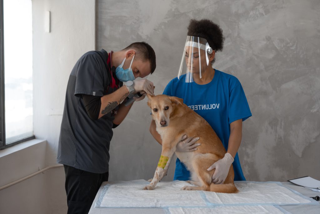 Is Pet Insurance Worth the Cost
