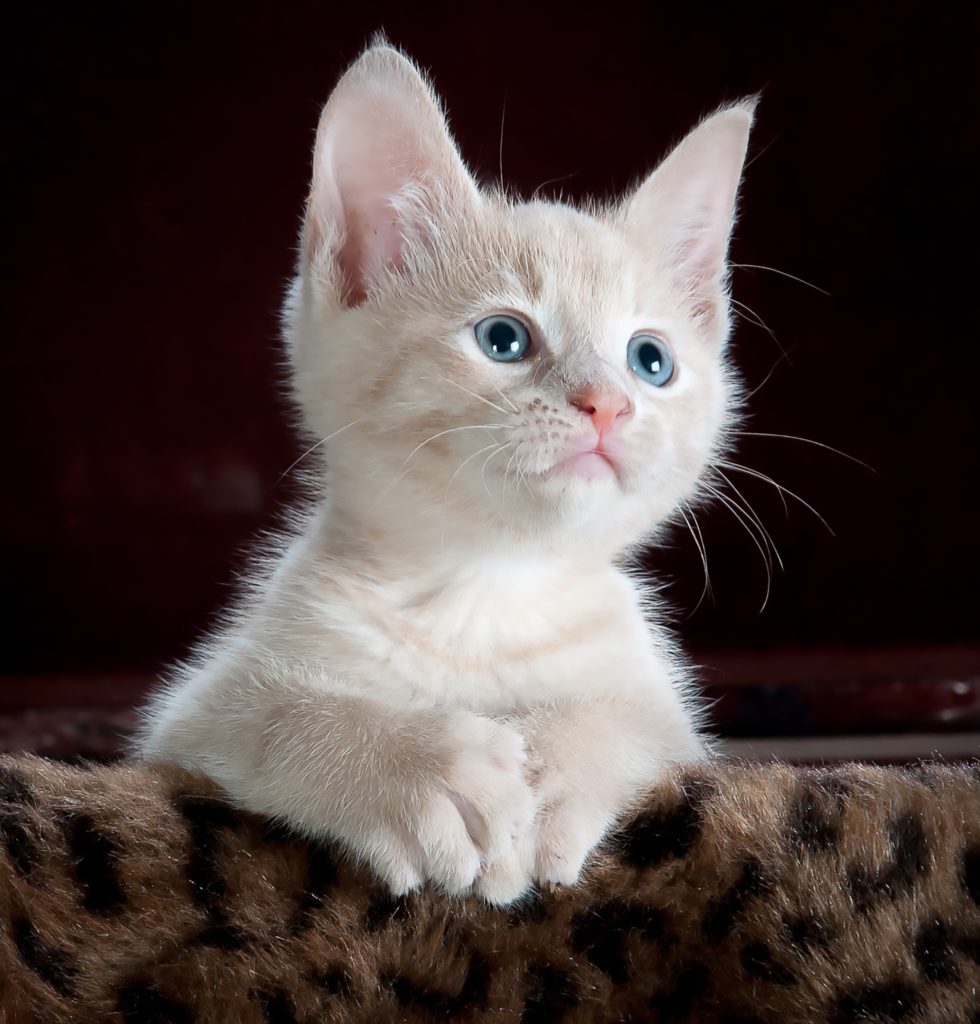 Cat forums