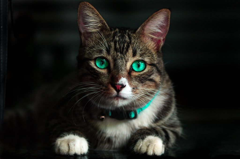 how to keep pet safe