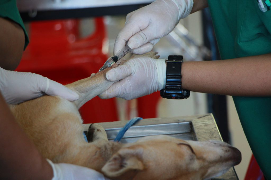 how to keep pet safe