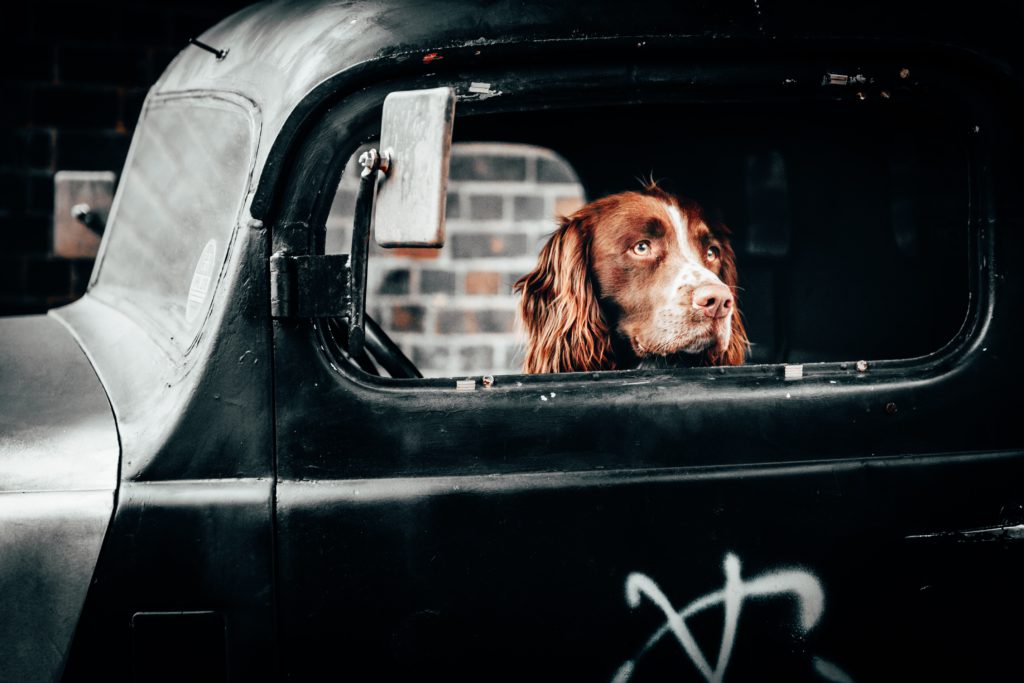 how to keep pet safe