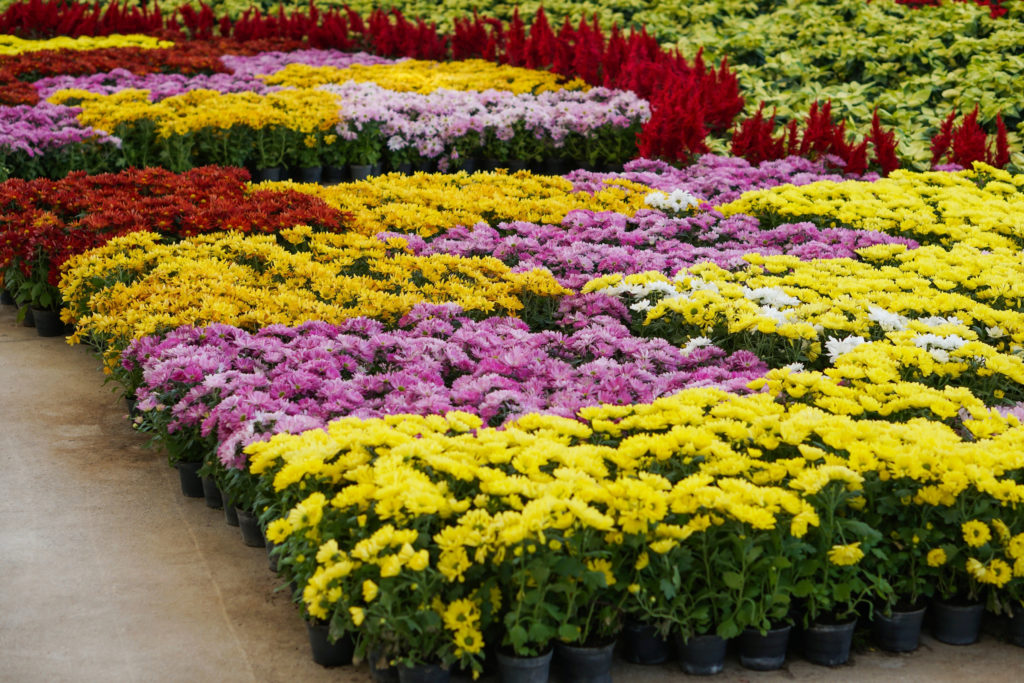 Landscape Gardening