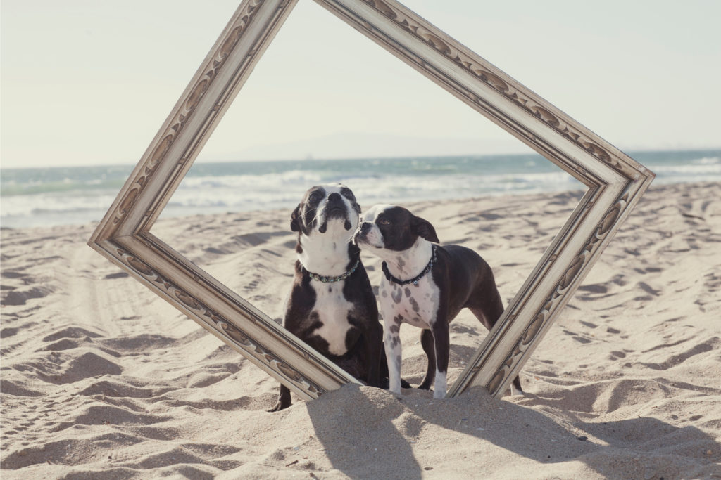 Dog Lover Gift Ideas