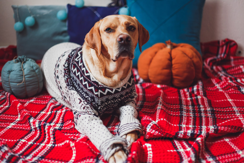 Dog Lover Gift Ideas