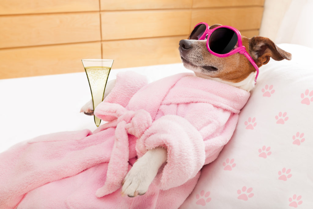 Dog Lover Gift Ideas