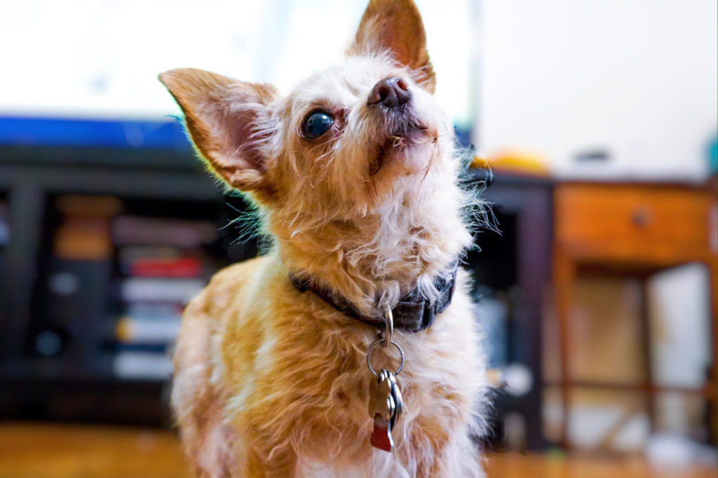 Dog Lover Gift Ideas